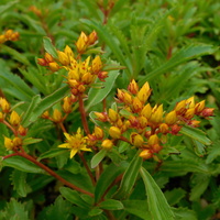 Sedum (Phedimus) middendorffianum var. middendorff
